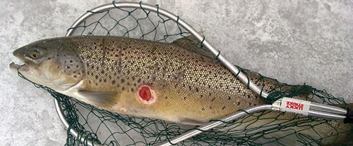 Brown trout in a net on ice with a bloody sea lamprey wound