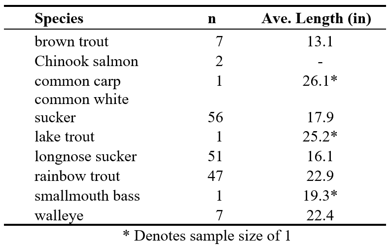 Table showing number of fish caught, values are brown trout  7 13.1, Chinook salmon  2 - , common carp  1 26.1 *, common white sucker 56  17.9, lake trout  1 25.2 *, longnose sucker 51  16.1, rainbow trout 47  22.9, smallmouth bass 1 19.3 *, walleye 7 22.4