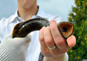 Rope Tissue Visible on Male Sea Lamprey