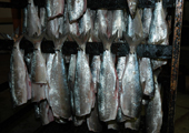 Commercial Catch Prepared for Smoking