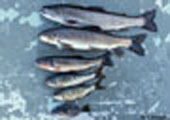 Comparison of Adirondack Native Fish