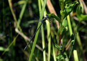Dragonfly in Reeds